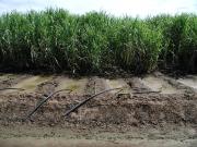 Furrow irrigating sugarcane