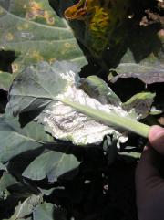 Severe localised infection with many spore containing blisters on underside of leaf