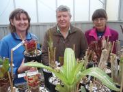 2 DAFWA staff and an importer in a glasshouse behind a table with plants in the foreground