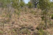 Pindan pasture in good condition. Yeeda land system, West Kimberley