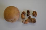 Healthy Atlantic potato on left compared with shrivelled remnants attacked by viroid
