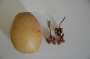 Healthy Nadine potato on left compared with shrivelled remnant attacked by viroid