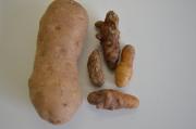 Healthy Russet burbank potato on left compared with shrivelled remnants attacked by viroid