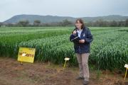 Pamela Zwer, oat breeder, outlining the benefits of Williams in front of the trial plots at York in September 2013