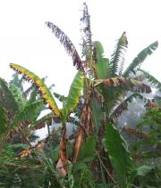 Banana plants with yellowing and dead leaves, a symptom of Panama disease.
