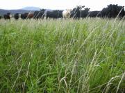 Pasture and grazing cows - as emissions from livestock are the major source of agricultural GHG emissions in Western Australia