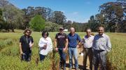 Pathology team standing in oats at Manjimup