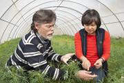 DAFWA employees Art Diggle and Fumie Horiuchi inspecting a trial crop