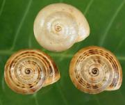 White Italian snail