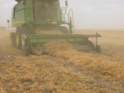 Harvesting field pea windrows