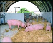 Group housed pigs on straw