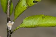 Pink disease on citrus stem. The white and pink material shown is the fungus which has produced an encrusted growth on the stem.