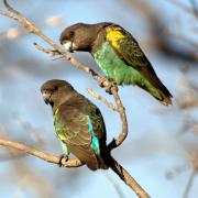 A pair of Myer's parrot sitting on a tree branch in the wild.
