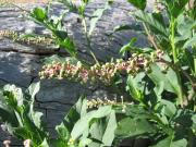 Pokeweed in the South West