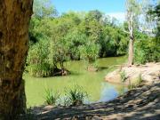 Green-tinged pool with a sandy beach surrounded by trees