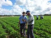 DAFWA staff and growers inspect a seed potato crop