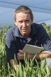 DAFWA officer in wheat plot