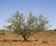 Prickly acacia tree