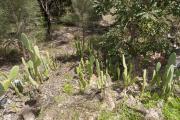 Prickly pear growing in bushland
