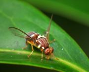 Qfly on a leaf