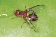 Queensland fruit fly (Qfly) is a serious pest of fruit and vegetables. Qfly have clear wings unlike Medfly which have brown bands on their wings.