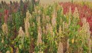 U12BOL-B-E-W Quinoa variety