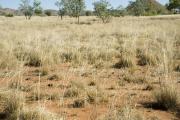 Ribbon grass pasture in good condition. Richenda land system, East Kimberley