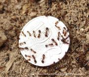 red imported fire ants of different sizes on a coin