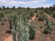 Image depicting an area planted to old man salt bush (Atriplex nummularia) that has been used as a fodder reserve for grazing livestock