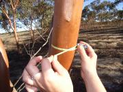 Image depicting a close up of a forestry diameter tape being used to measure the diameter of a Eucalyptus loxophleba var. lissophloia tree stem at breast height at the north Perenjori site