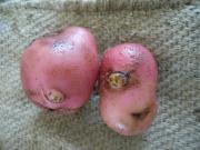 Ruby Lou potatoes with galls caused by infestation with the root-knot nematode Meloidogyne javanica