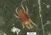 Dorsal view of a red over-wintering form of two-spotted spider mite (Tetranychus urticae) on a gerbera leaf