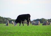 Livestock grazing pasture
