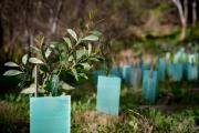 Tree guards