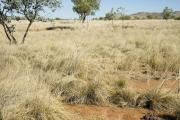 Photograph of ribbon grass pasture in good condition in the Kimberley