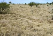 Photograph of Ribbon grass alluvial plain pasture in good condition in the east Kimberley