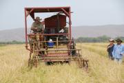 Harvesting rice trial at Frank Wise Institute