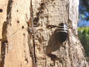 Cockroach positioned on a tree.
