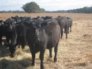 Recently weaned heifers around nine months of age in a bear Western Australian southwest summer paddock eating good quality hay rolled out on the ground.