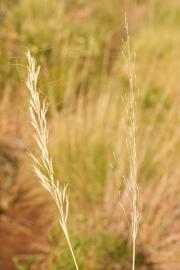 Ribbon grass seedheads before and after seeds have fallen.