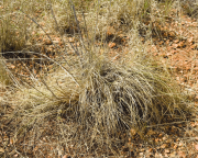 Ribbon grass is also called Golden Beard grass. This example has been lightly grazed.