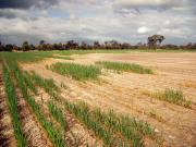salt affected land in the North Stirlings on South Coast of Western Australia
