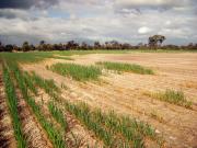 salt affected land in the North Stirlings on South Coast of Western Australia