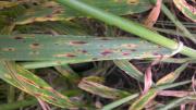 Barley spot type net blotch symptoms on Hindmarsh barley 