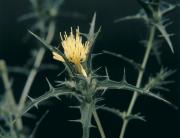 Saffron thistle yellow flower head surrounded by stiff spiny bracts