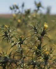 Saffron thistle is hardy weed and is arguably the most widespread thistle in Australia