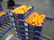 Packed Washington navel oranges (Houghton selection) July 2017