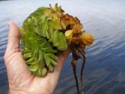 Salvinia is a free-floating aquatic weed
