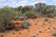 Photograph of sandplain acacia pasture in fair condition in the southern rangelands