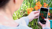A woman takes a photo of a plant in her backyard